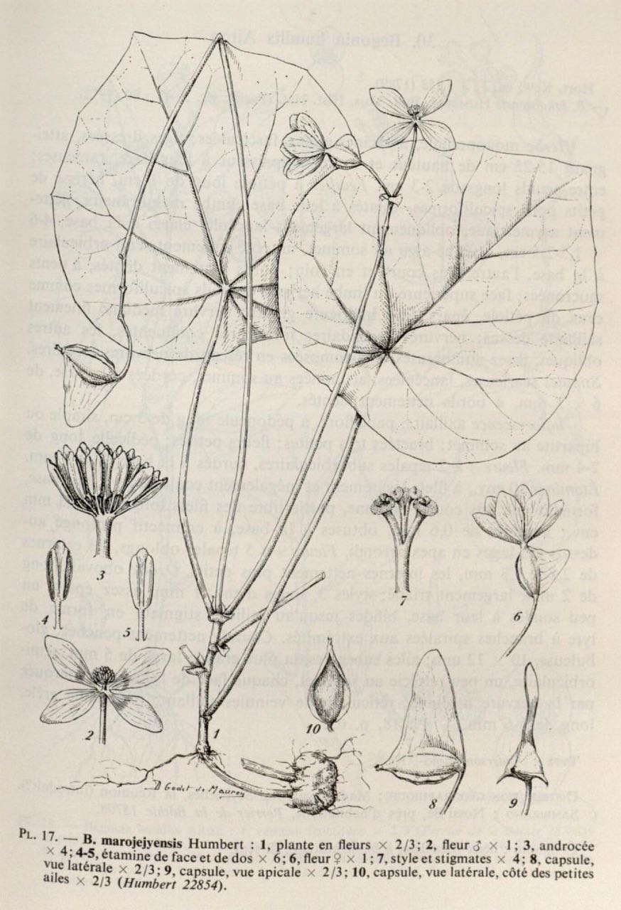 B. marojejyensis